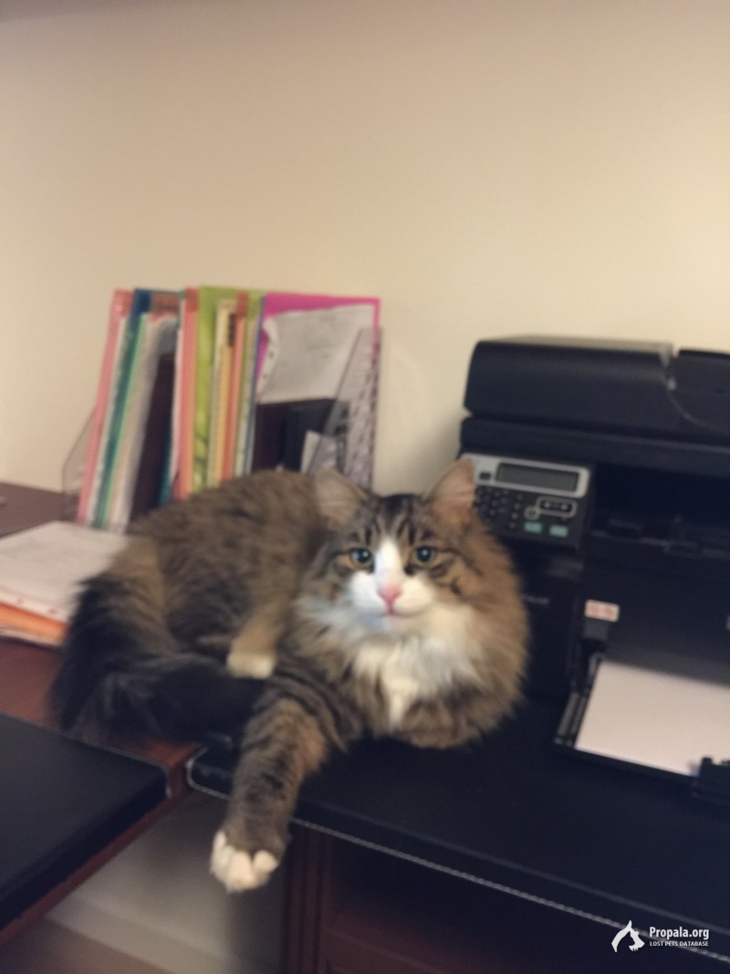 Пропал кот . МО., село Троицкое , Мытищи