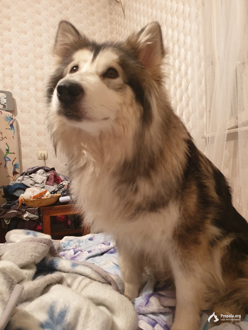 Пропала собака на доможедовской