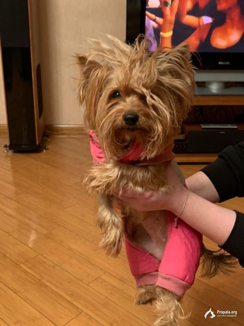 Найдена собака