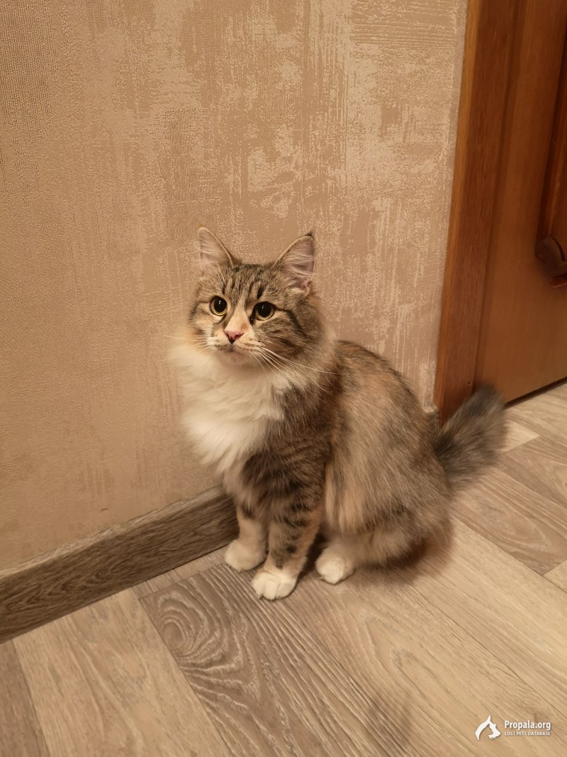 Ищем хозяина