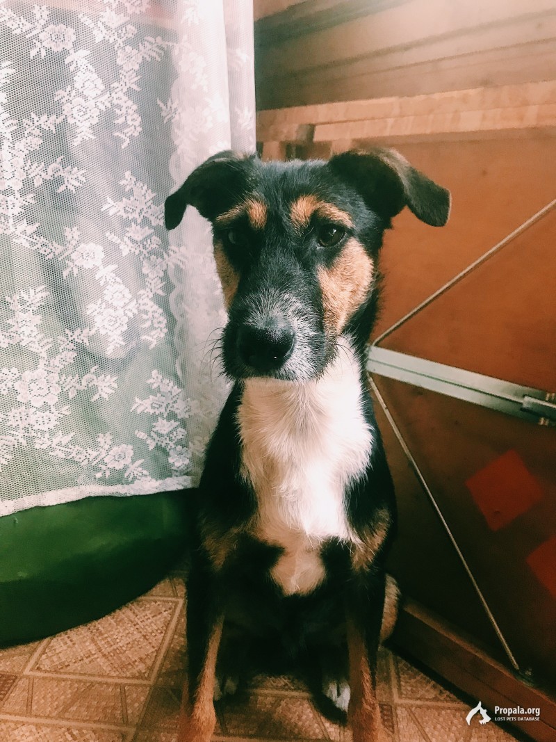 Добрый песик,здоровый и активный