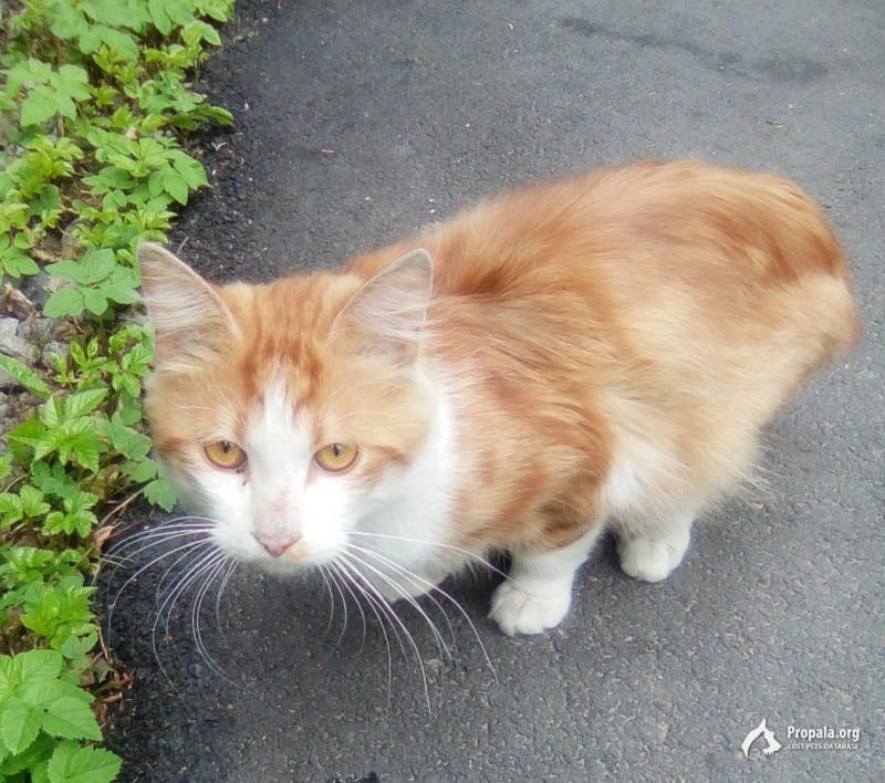 Кот ищет своих хозяев в Невском районе СПб