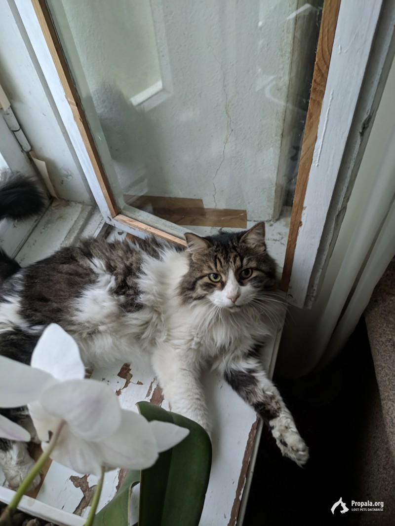 Потерялся кот Мурзик в районе ул. Тепличной