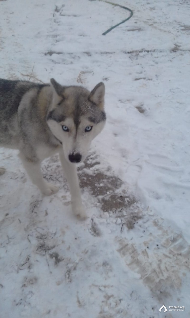 Найдена собака, Хаски, девочка