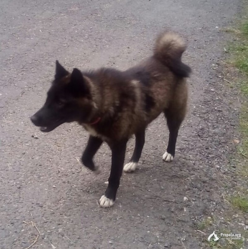 Пропала собака лайка