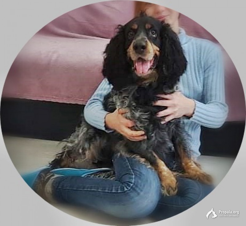 Спаниель Рич ищет новый дом