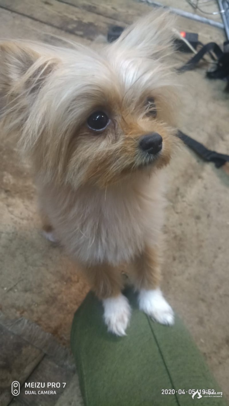 Прапал йорик, девочка, рыжего окраса