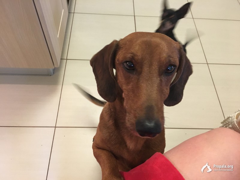 Пропала такса п.Старопышминск