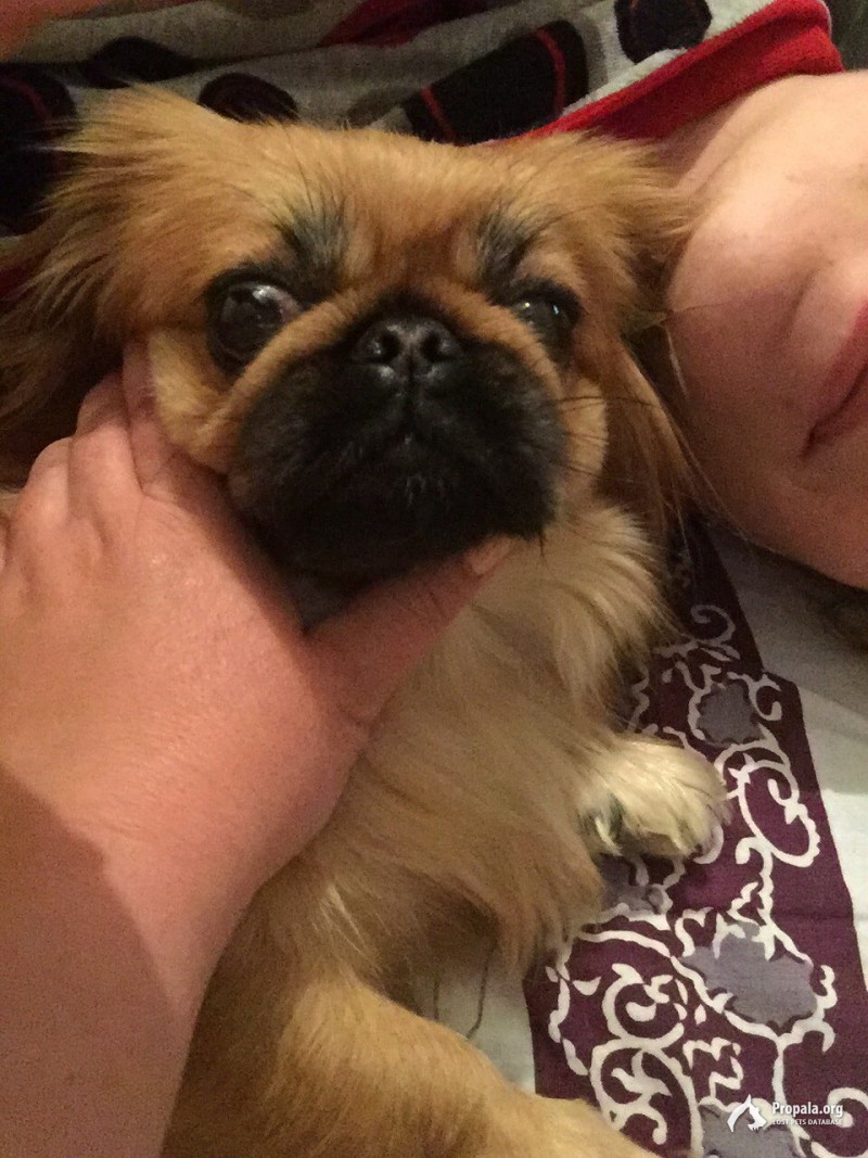 Пропала собака