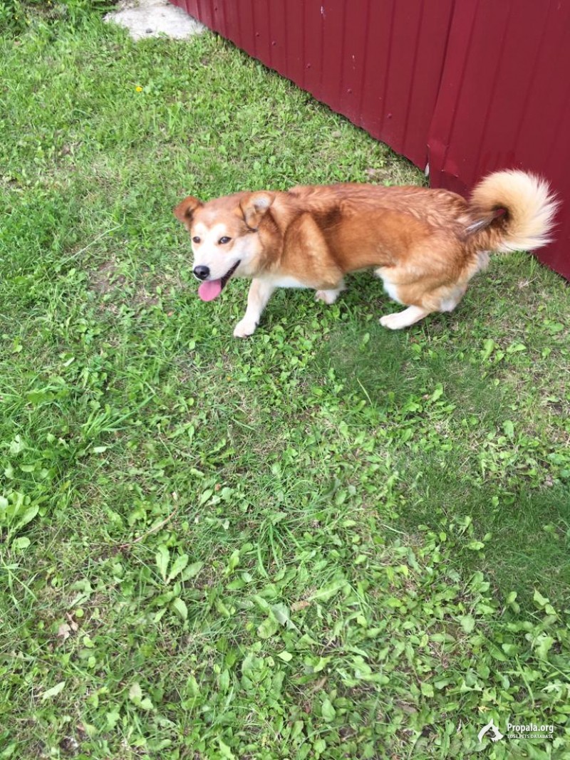Найден метис Корги в Натальино