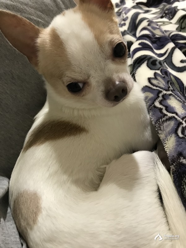 Пропал чихуа!