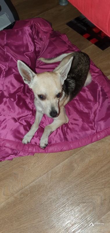 Найдена собака.