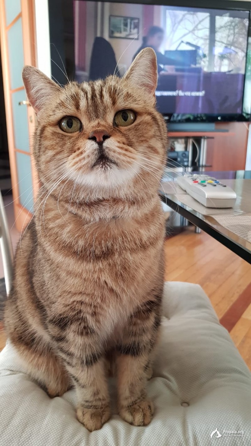 Потерялся кот шотландец