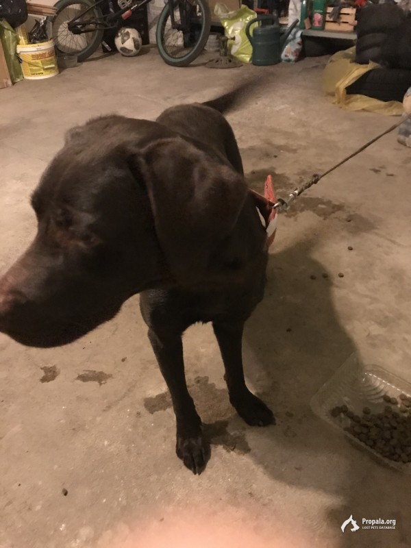 Найдена собака: лабрадор