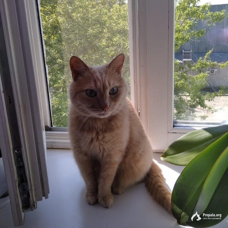 Пропал рыжий кот Тишка