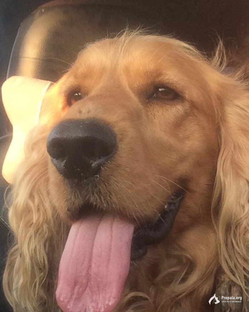 Найдена собака! Хозяева отзовитесь!