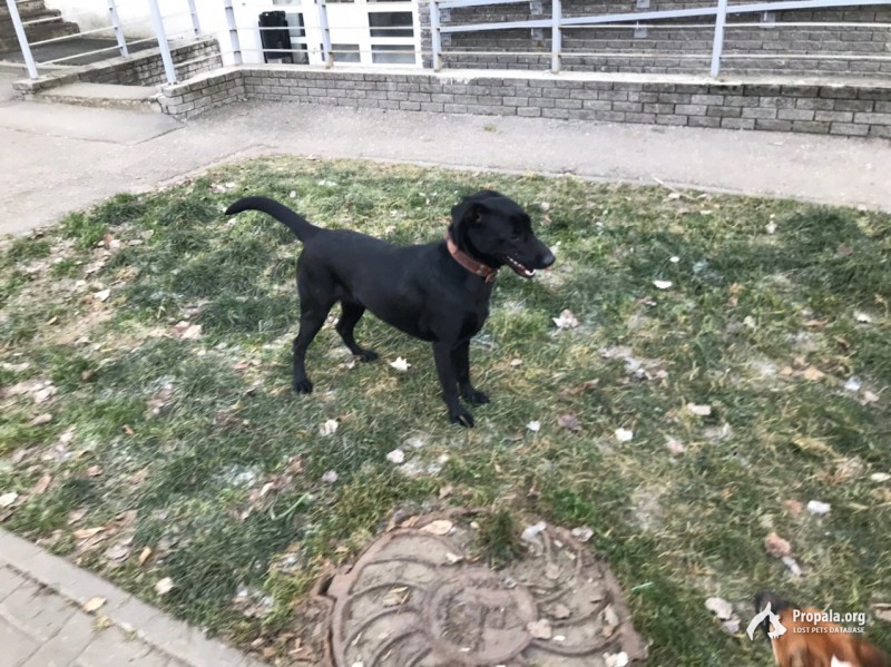 Нижний Новгород. Черная собака в коричневом ошейнике