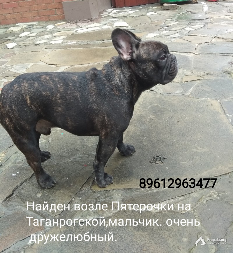 Найден французский бульдог