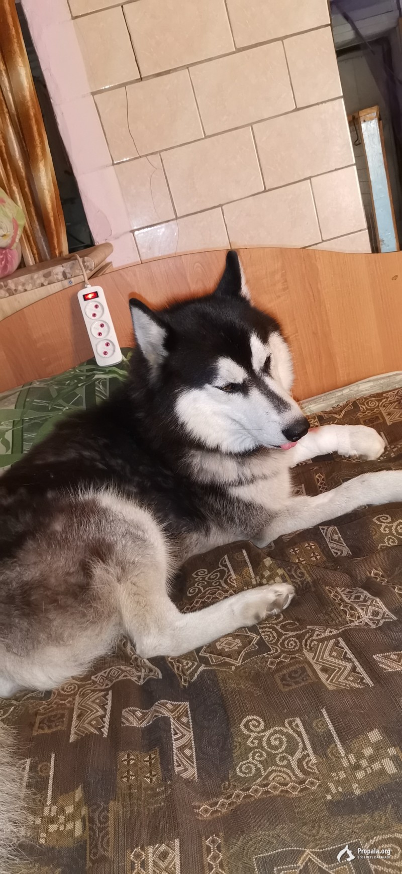 Пропала собака