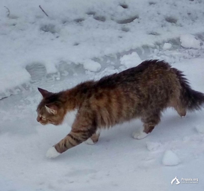 27.04.2020 г. потерялась кошка в СНТ "Крутушка-1"