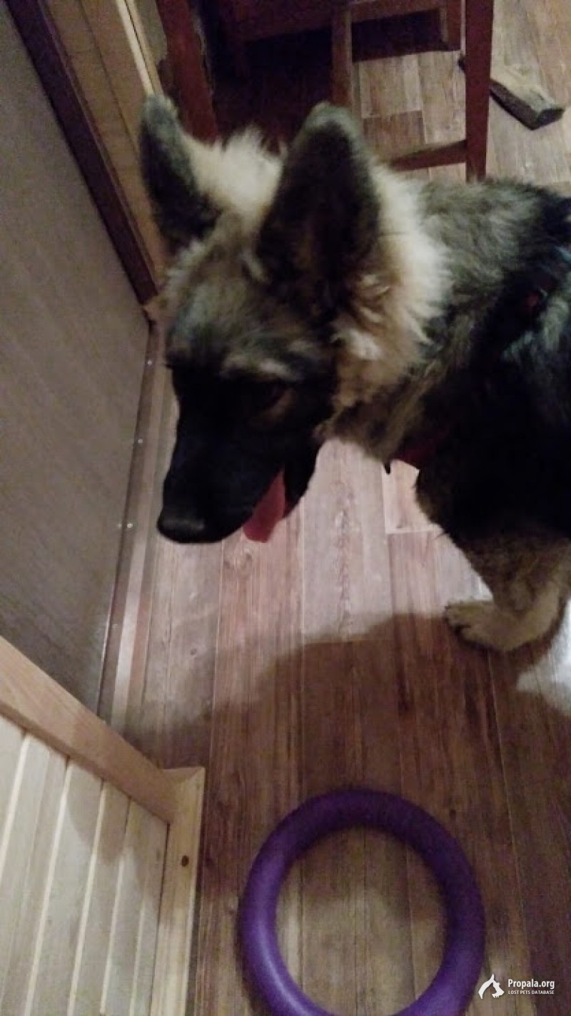 Ищем хозяев!!!!