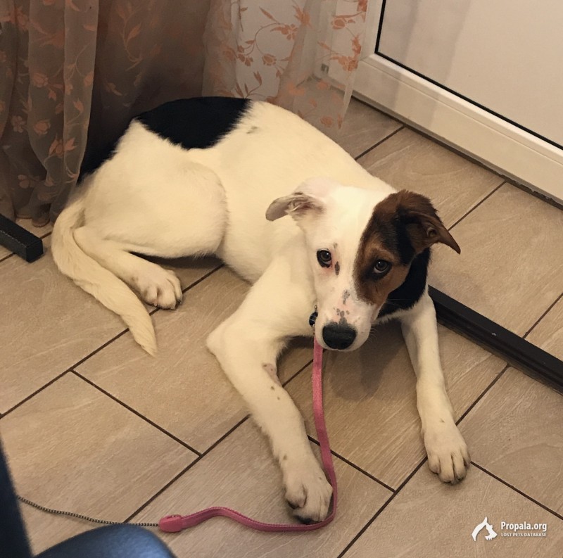 26.04 Станция Одинцово пропала белая собака щенок