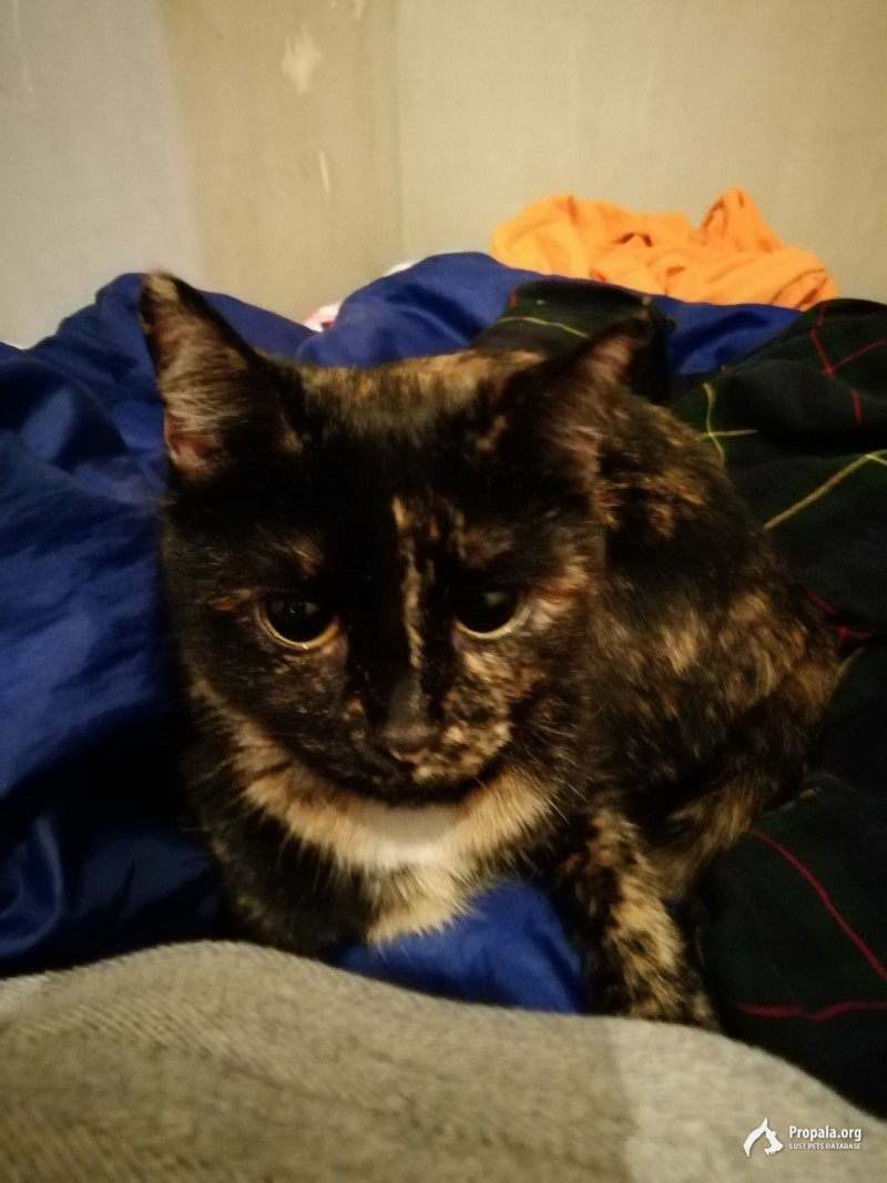 Пропала кошка!