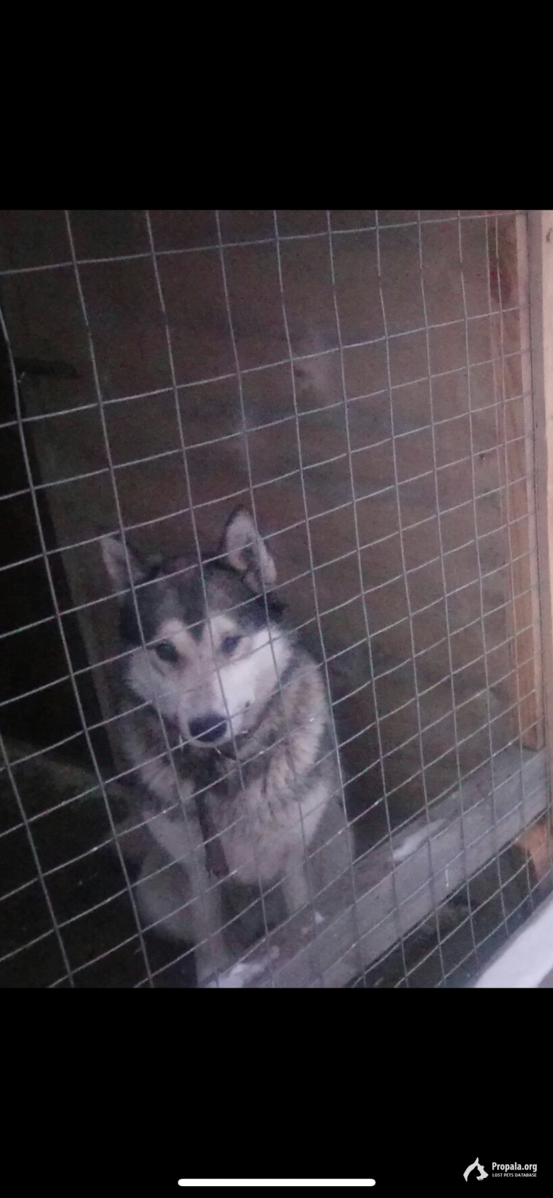 Пропала лайка