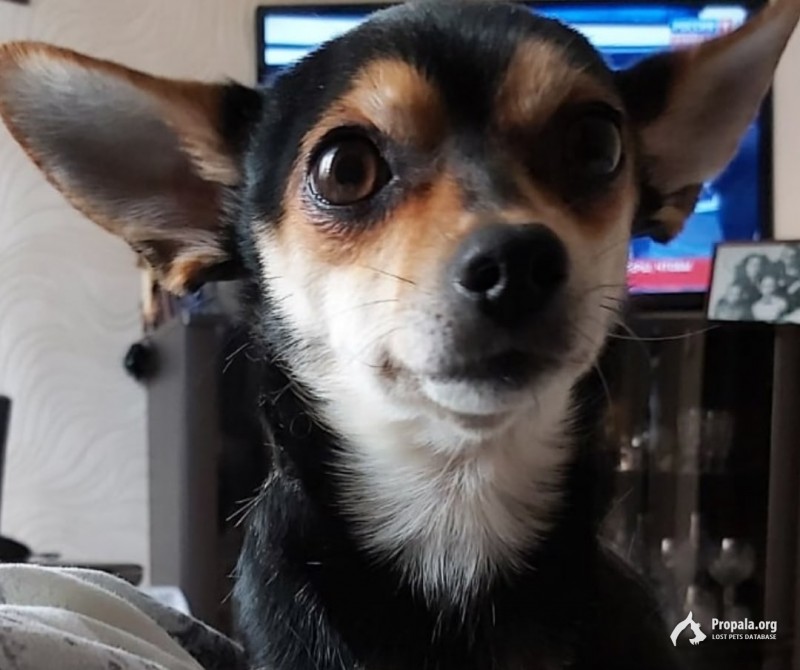 Пропала собака!