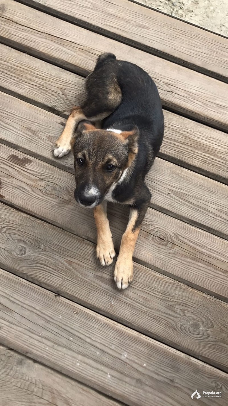 Щенок в добрые руки, с ненавязчивым отслеживаем семьи.