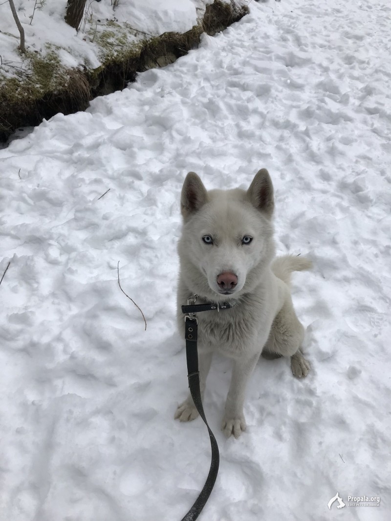 Потерялся хаски