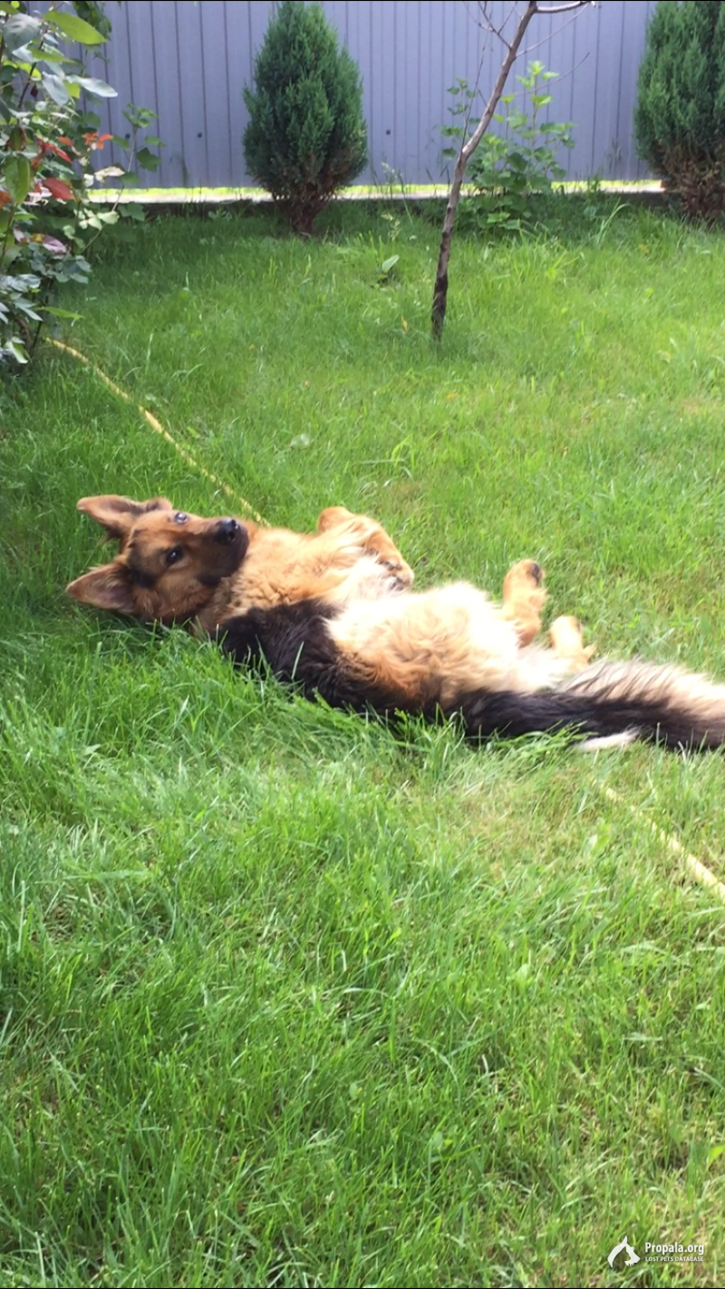 Пропал пёс !!!