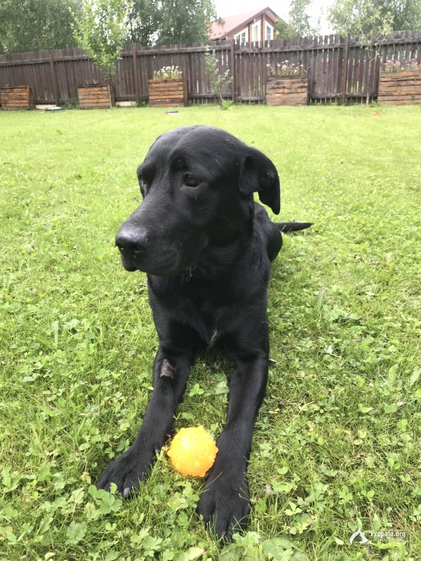 Найден чёрный лабрадор