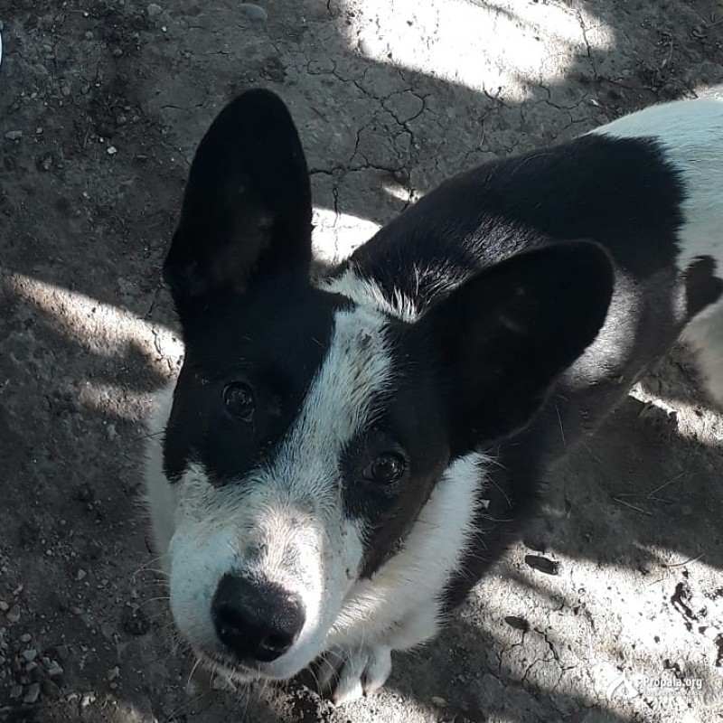 Найдена собака