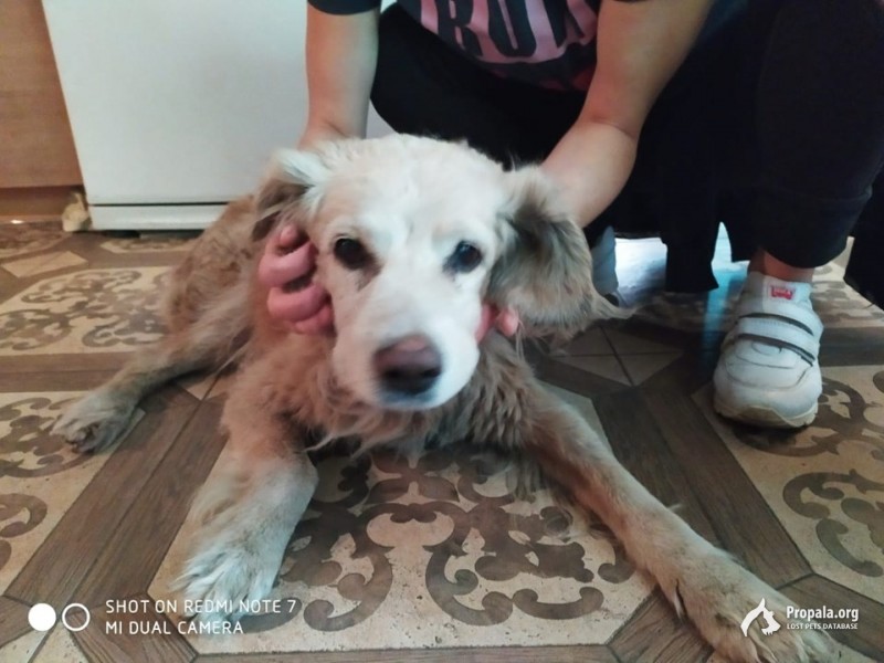 кокер спаниель Солнечногорск Ржавки