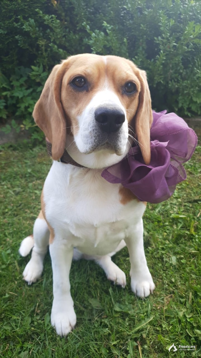 Пропала собака! Бигль Боня