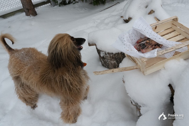 Пропала афганская борзая кобель 30.12