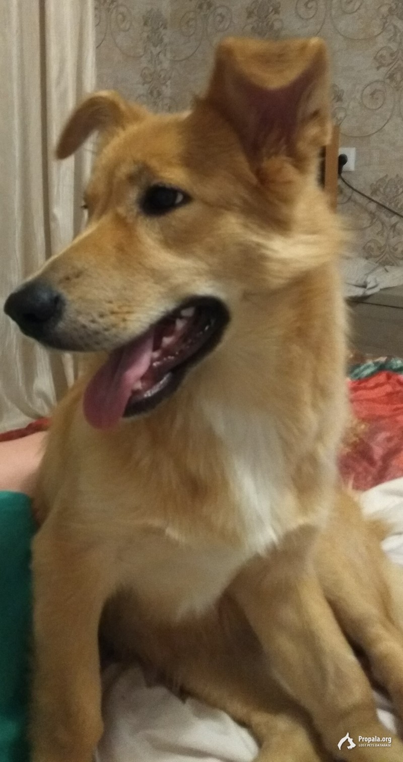Пропала собачка