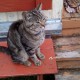 Найден серый кот с голубым ошейником (Дубосеково)