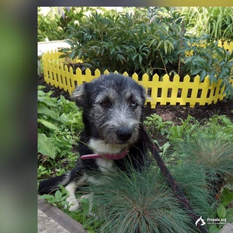 Пропала собака