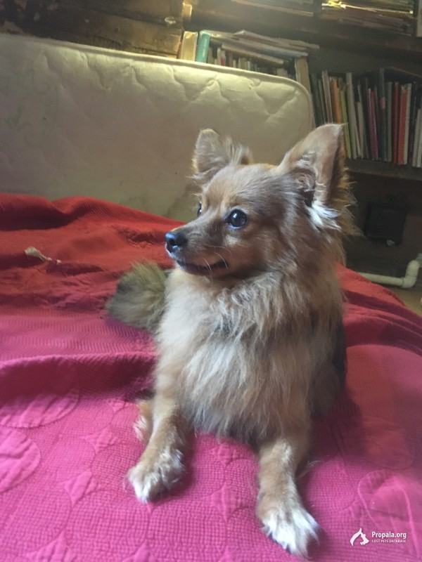 Найдена собака.