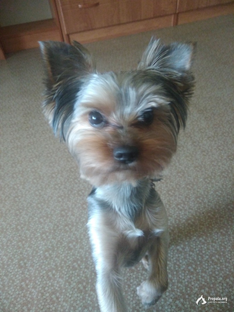 Пропал Йорк