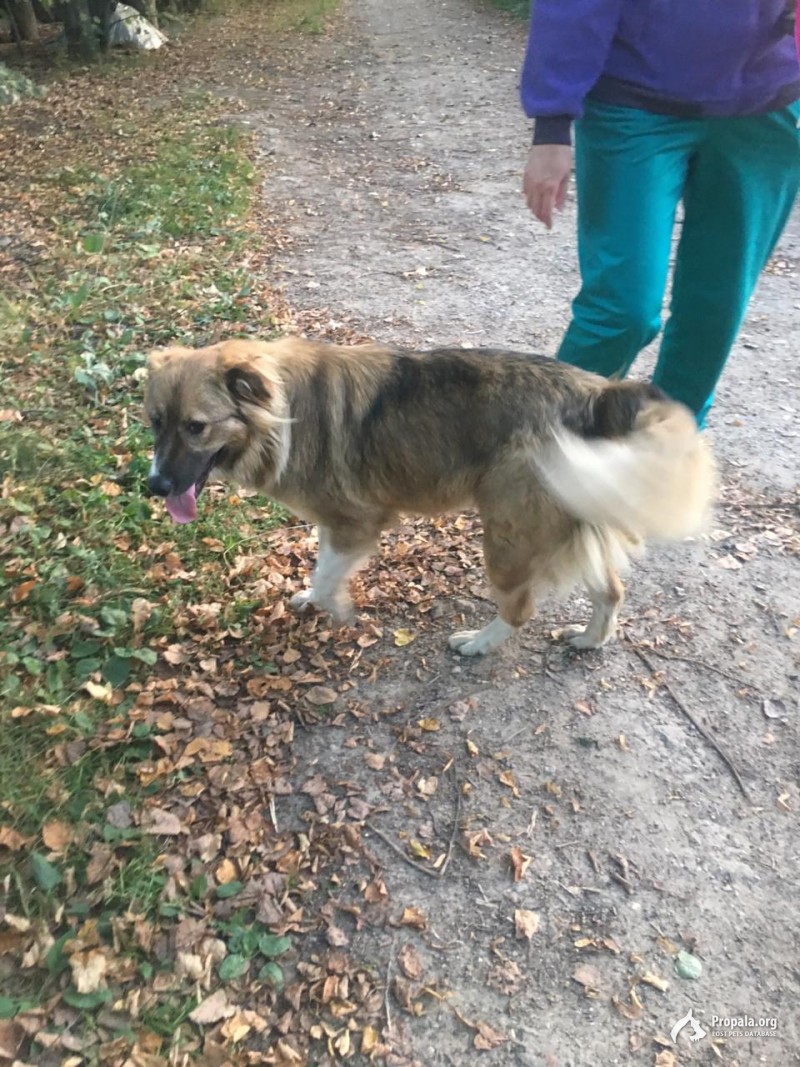 Найдена собака-девочка