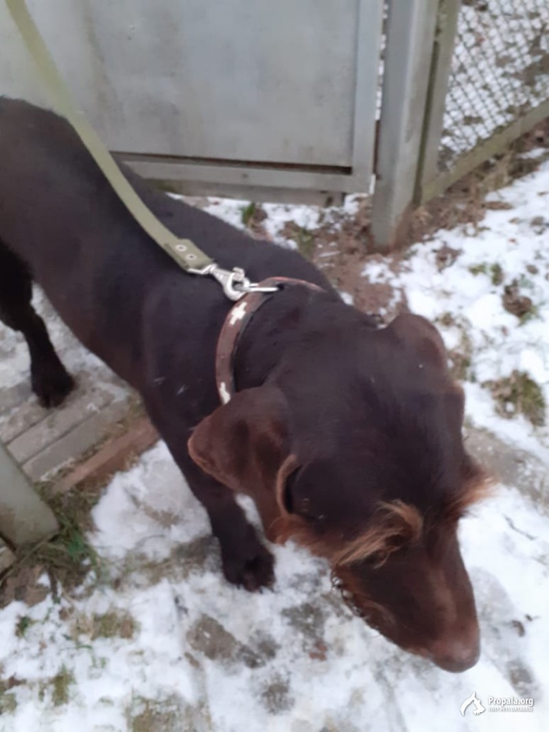 Найден кобель