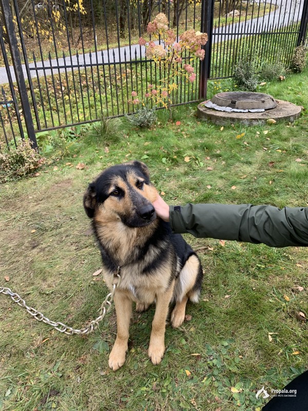 Найдена собака