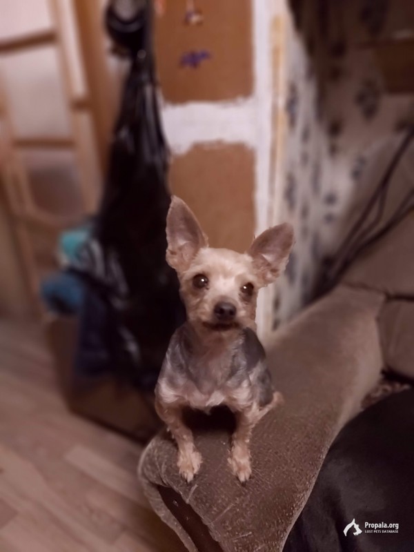 Пропала собака!