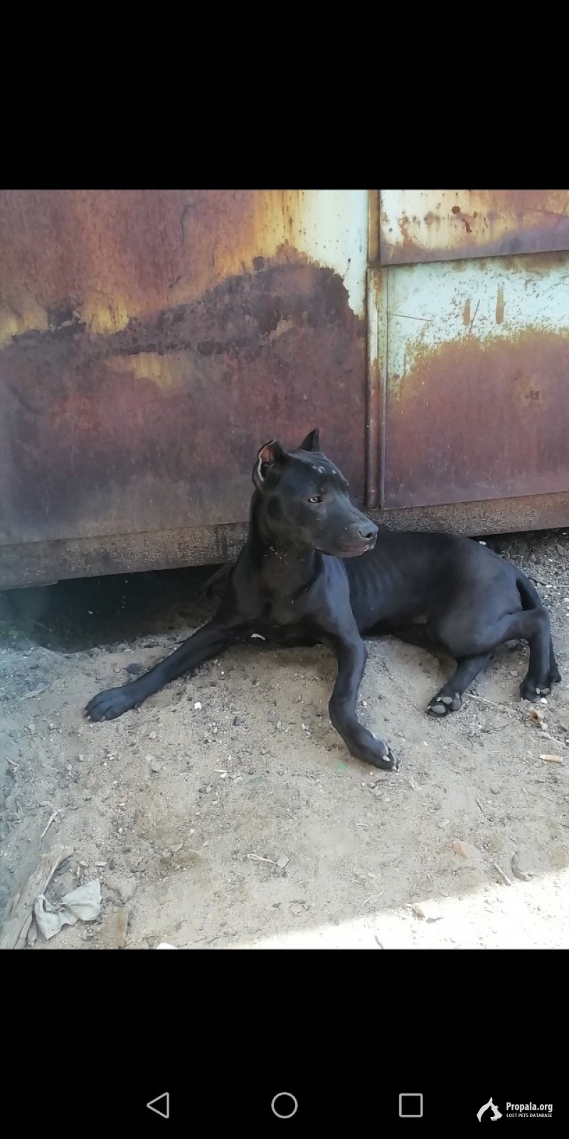 Пропала собака!!