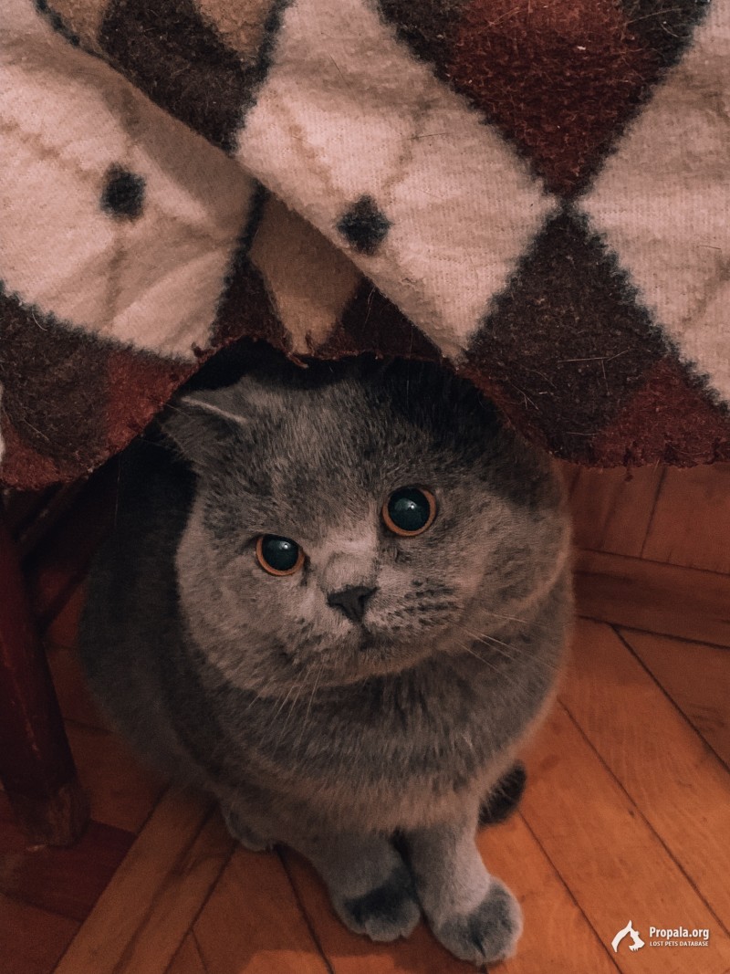 ПРОПАЛ КОТ в п.Ахтырском,Абинский р-н