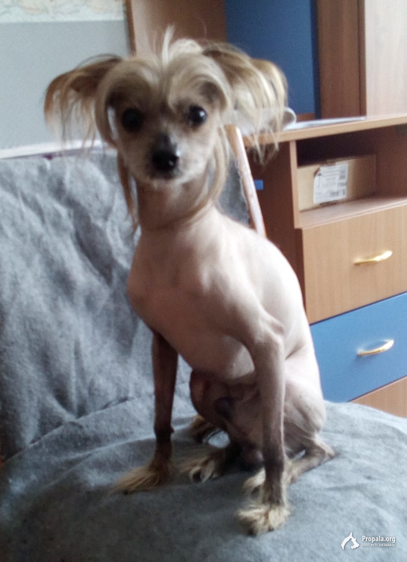 НАЙДЕНА СОБАКА!