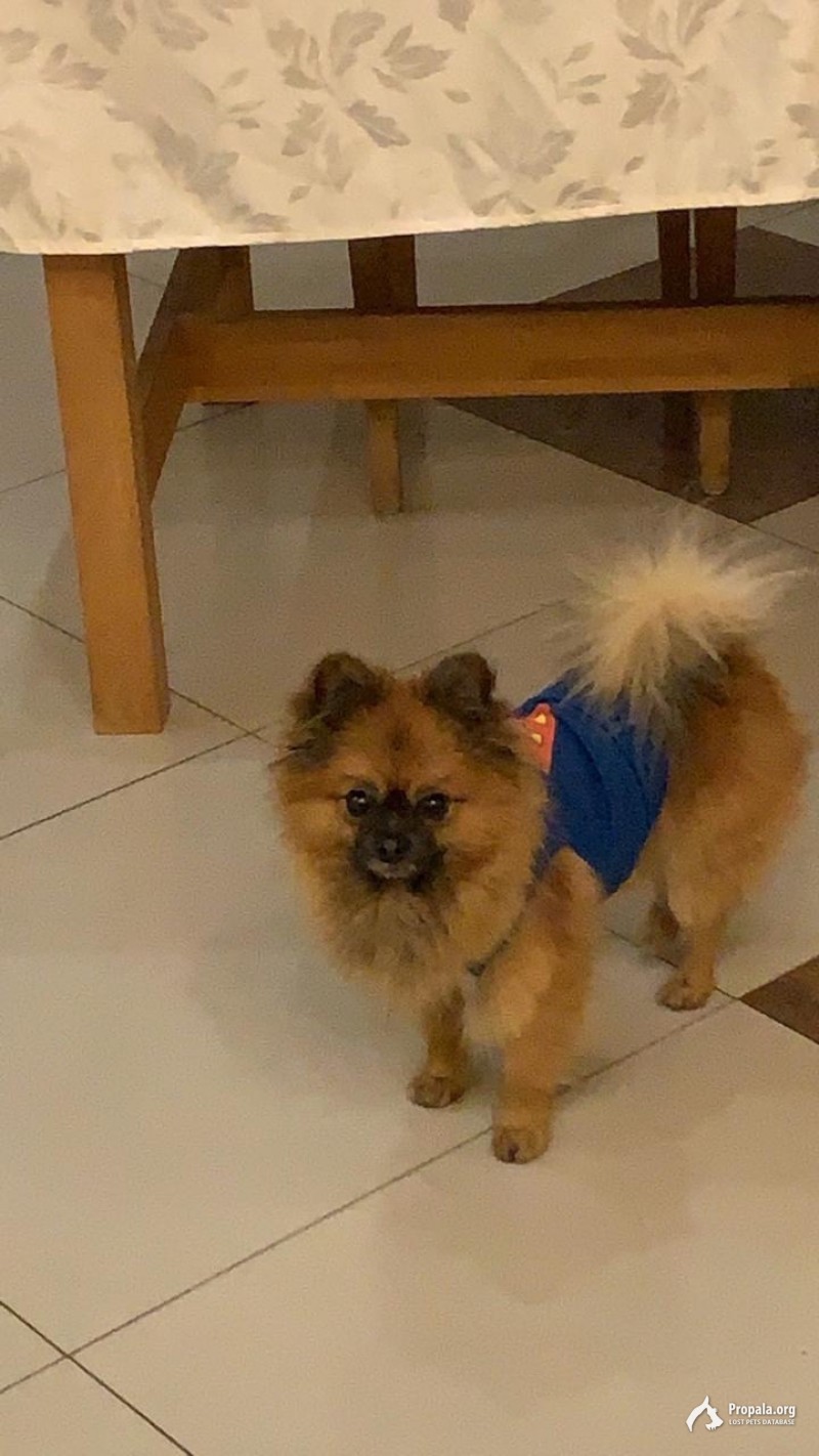 Пропал шпиц, прошу помочь в поисках